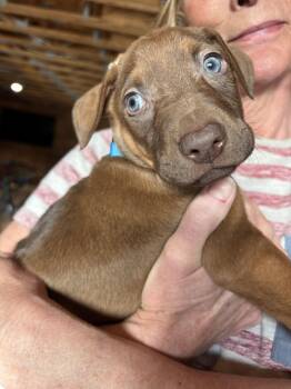 Doberman Pinscher and Dutch Shepherd Dogs Available for Adoption - Otis | PetCurious