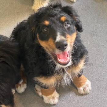 Australian Shepherd and Standard Poodle Dogs Available for Adoption in Loxahatchee Groves, Florida - Summit 8925 | PetCurious
