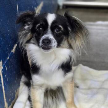 Jesse -  Chihuahua Dog for Adoption in San Jacinto, California - Jesse | PetCurious