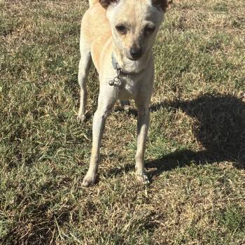 Chopper -  Chihuahua Dog for Adoption in Plano, Texas - Chopper | PetCurious