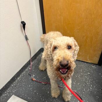 Holmes -  Standard Poodle Dog for Adoption in Columbiana, Alabama - Holmes | PetCurious