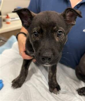 DARCY -  Hound and Husky Dog for Adoption in Baytown, Texas - DARCY | PetCurious