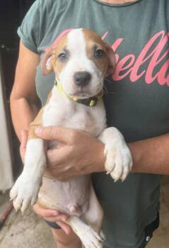 Peyton -  Mixed Breed Dog for Adoption in Jackson, Mississippi - Peyton | PetCurious