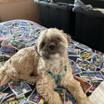 Shih Tzu Dogs Available for Adoption in Monticello, Minnesota - Chewy | PetCurious