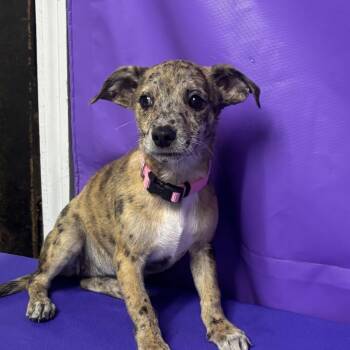 Tangerine -  Bluetick Coonhound and Catahoula Leopard Dog Dog for Adoption in North Myrtle Beach, South Carolina - Tangerine | PetCurious