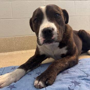 Dexter -  Pit Bull Terrier Dog for Adoption in Bristol, Indiana - Dexter | PetCurious