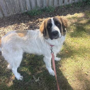 Teddy -  Great Pyrenees and Mixed Breed Dog for Adoption in Lenexa, Kansas - Teddy | PetCurious