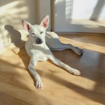 Carolina Dog Dogs Available for Adoption - Alex | PetCurious