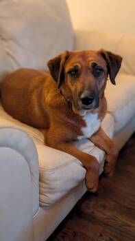 Mixed Breed Dogs Available for Adoption in Joppa, Alabama - Twizzler | PetCurious