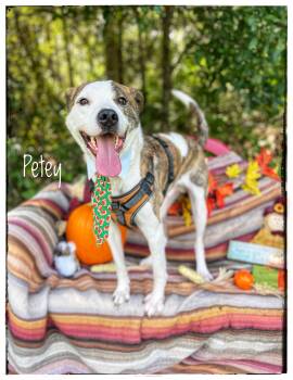 Petey -  Mountain Cur Dog for Adoption in Sebring, Florida - Petey | PetCurious