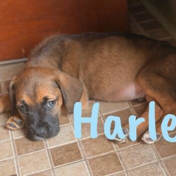 Pit Bull Terrier Dogs Available for Adoption in Wilmington, Illinois - Harley | PetCurious