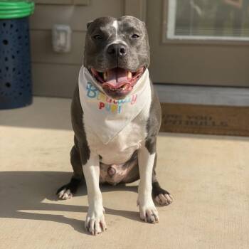 Pit Bull Terrier Dogs Available for Adoption - Finn | PetCurious