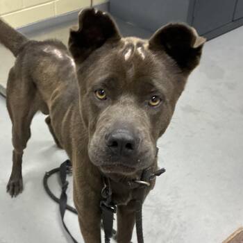 09/13/2026-Stray-GeorgetownDrive -  Mixed Breed Dog for Adoption in Columbus, Georgia - 09/13/2026-Stray-GeorgetownDrive | PetCurious