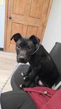 Pit Bull Terrier Dogs Available for Adoption - Bullet | PetCurious