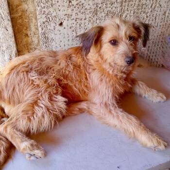 Honey -  Wirehaired Terrier and Mixed Breed Dog for Adoption in Bend, Oregon - Honey | PetCurious