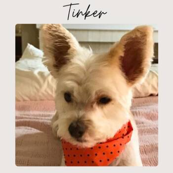 Morkie Dogs Available for Adoption - TINKER | PetCurious
