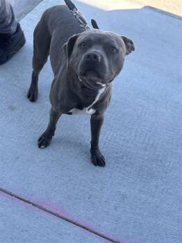 Mixed Breed Dogs Available for Adoption in Dallas, Texas - QUINTON | PetCurious