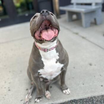 Princess -  Pit Bull Terrier Dog for Adoption in Cheyenne, Wyoming - Princess | PetCurious