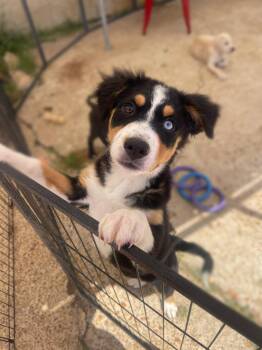 Australian Shepherd Dogs Available for Adoption in Manchester, New Hampshire - Pam Beesley In NH! Come Meet Our Adoptable Dogs Wednesday-Saturd | PetCurious