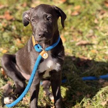 Sean -  Black Labrador Retriever and Hound Dog for Adoption in Sparta, New Jersey - Sean | PetCurious