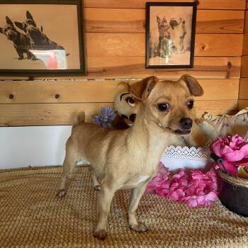 Sissy -  Chihuahua Dog for Adoption in Vacaville, California - Sissy | PetCurious