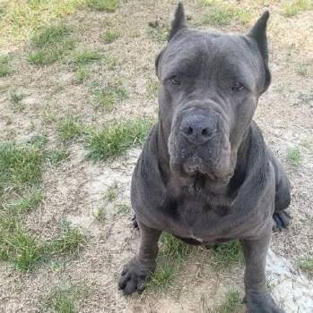 Cane Corso Dogs Available for Adoption - Fang | PetCurious