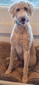 Charlie -  Poodle Dog for Adoption in Gold Beach, Oregon - Charlie | PetCurious