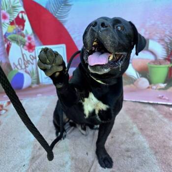 BODAK -  American Bulldog and Pit Bull Terrier Dog for Adoption in Long Beach, California - BODAK | PetCurious