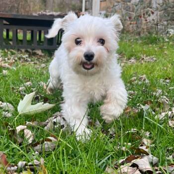 Rescue Maltese Dogs for Adoption in Sinking Spring, Pennsylvania - Opal | PetCurious