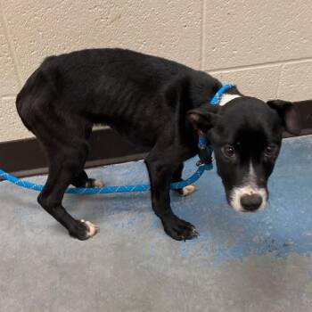 MELODY -  Mixed Breed Dog for Adoption in Memphis, Tennessee - MELODY | PetCurious