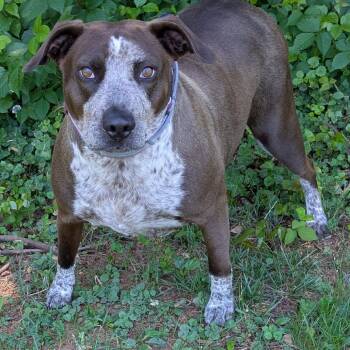 Pudge -  Chocolate Labrador Retriever and Mixed Breed Dog for Adoption in Charlottesville, Virginia - Pudge | PetCurious