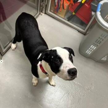 Pit Bull Terrier Dogs Available for Adoption - Badger | PetCurious