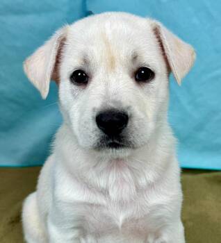 Condor -  Husky and Shepherd Dog for Adoption in Phoenix, Arizona - Condor | PetCurious