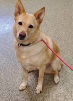 Echo -  Shepherd and Mixed Breed Dog for Adoption in Kansas City, Missouri - Echo | PetCurious