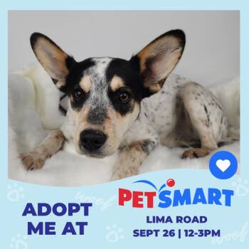 Buddy -  Jack Russell Terrier and Australian Cattle Dog Blue Heeler Dog for Adoption in Fort Wayne, Indiana - Buddy | PetCurious