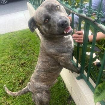 Rescue Pit Bull Terrier Dogs for Adoption in Mission Viejo, California - Odin | PetCurious