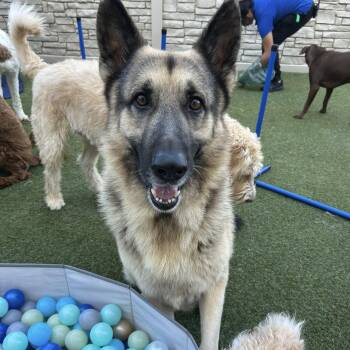 Rescue German Shepherd Dog Dogs for Adoption in Lucas, Texas - Caesar | PetCurious