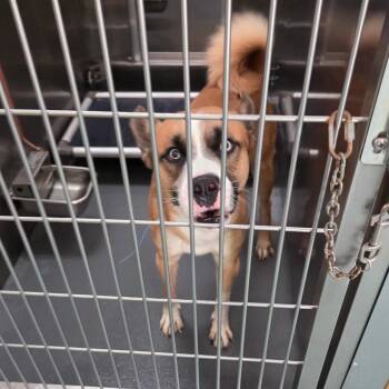 Mixed Breed Dogs Available for Adoption - CHICO | PetCurious