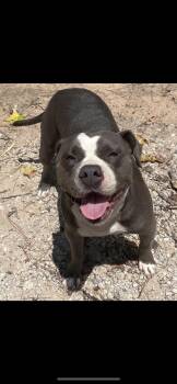 Macy -  American Staffordshire Terrier Dog for Adoption in Conroe, Texas - Macy | PetCurious