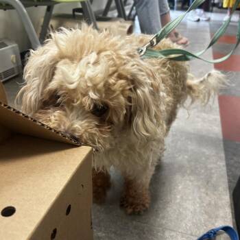 Chocolate -  Mixed Breed Dog for Adoption in Philadelphia, Pennsylvania - Chocolate | PetCurious