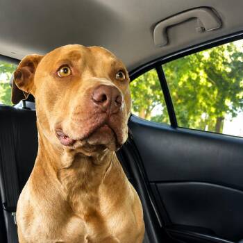 Wemby -  Pit Bull Terrier Dog for Adoption in East St. Louis, Illinois - Wemby | PetCurious