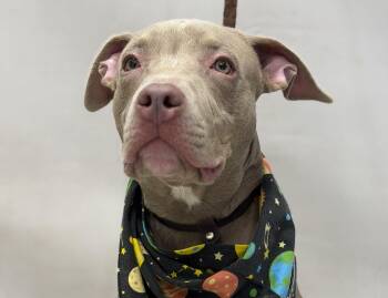 Neptune -  Terrier Dog for Adoption in Sanford, Florida - Neptune | PetCurious