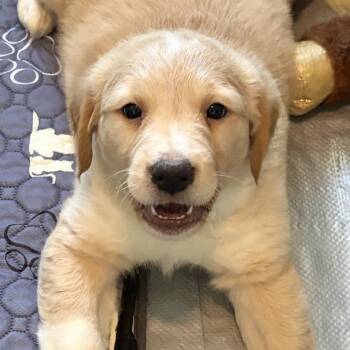 Celeste -  Black Mouth Cur and Labrador Retriever Dog for Adoption in Krum, Texas - Celeste | PetCurious