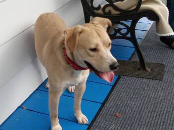 Squirt -  Shepherd Dog for Adoption in Irwin, Pennsylvania - Squirt | PetCurious