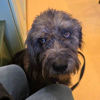 Gaby -  Mixed Breed Dog for Adoption - Gaby | PetCurious