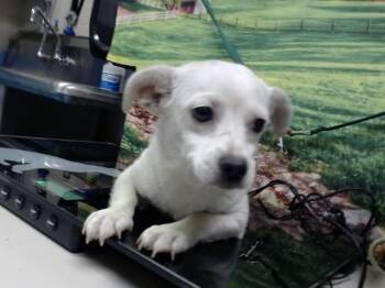 EVIE -  Chihuahua and Mixed Breed Dog for Adoption in Moreno Valley, California - EVIE | PetCurious