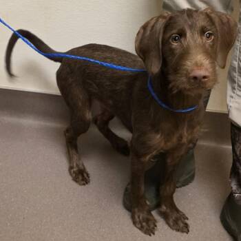 German Wirehaired Pointer and Italian Greyhound Dogs Available for Adoption in Norman, Oklahoma - Cindy Lou Who | PetCurious