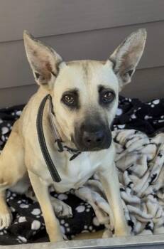 Gertrude -  Shepherd Dog for Adoption in Davis, California - Gertrude | PetCurious