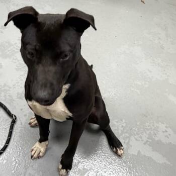 Mixed Breed Dogs Available for Adoption - 02/25/2026-Stray-ValenciaDrive | PetCurious