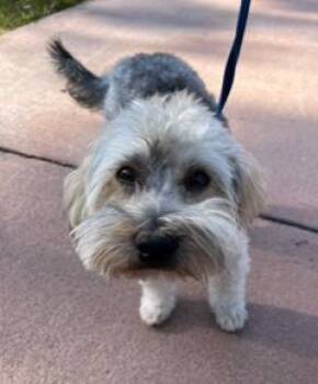 Yorkie Poo Dogs Available for Adoption in Wekiwa Springs, Florida - Chevy | PetCurious